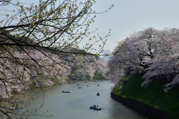 fiore di ciliegio stagione - japan nautical vessel sakura tokyo prefecture foto e immagini stock