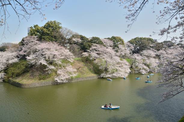 fiore di ciliegio stagione - japan nautical vessel sakura tokyo prefecture foto e immagini stock