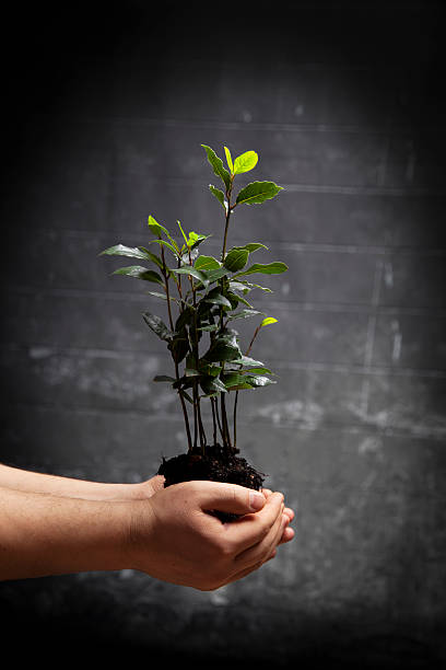 zatoka drzewa w mężczyzna ręce. - development tree human hand bonsai tree zdjęcia i obrazy z banku zdjęć