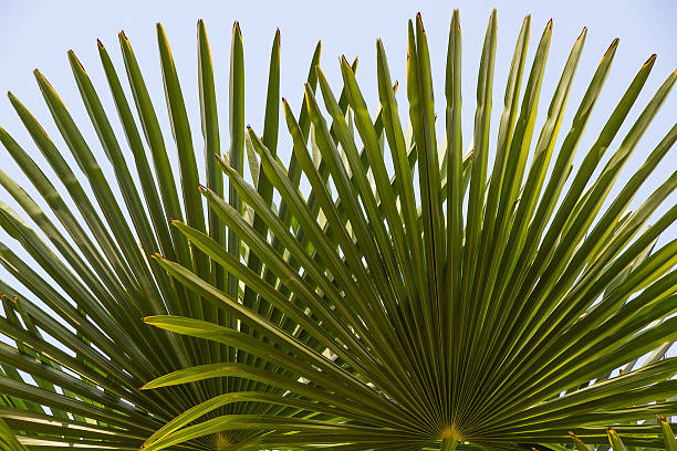 Autumn leaves of a palm tree  - Hojas  de Palmera Chusan palm leaves, fan, with some damaged ends - Leaves of False Palmito, fanned, with somewhat deteriorated tips trachycarpus photos stock pictures, royalty-free photos & images