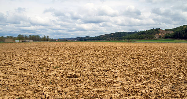 paisagem com terra plantadas-paisaje con tierra arada - planting tree poplar tree forest imagens e fotografias de stock