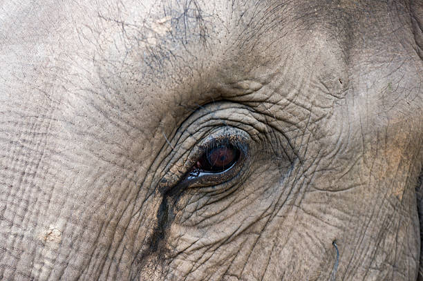 코끼리 눈 - animal close up elephant animal eye 뉴스 사진 이미지