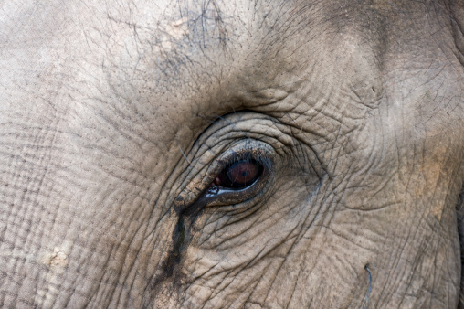 Close-up of elephant eye.