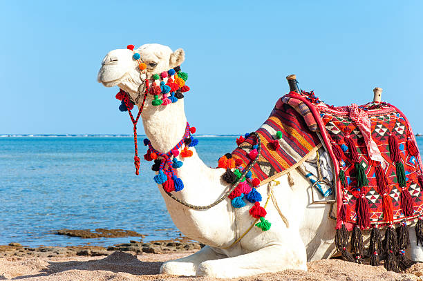 istock White camel resting on the Egyptian beach. Camelus dromedarius 468794890