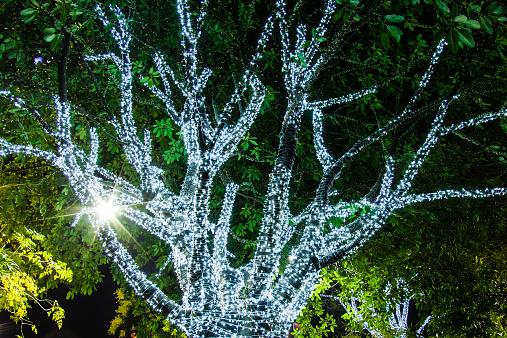 A tree decorated with white small lights in night garden at Chiang Rai Asian flower festival Thailand 2015