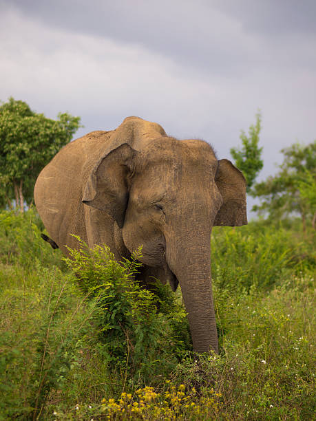 Elephant eating in open grassland habitat