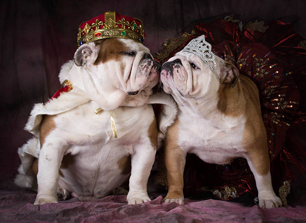 istock dog king and queen 468796216