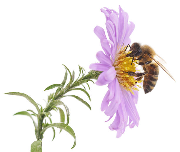 pszczoły miodnej i niebieski kwiat - bee honey bee single flower honey zdjęcia i obrazy z banku zdjęć
