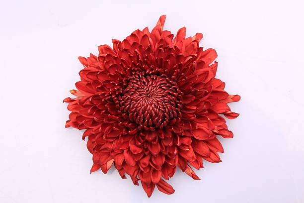 istock Beautiful Red Dahlia Flower 468799818