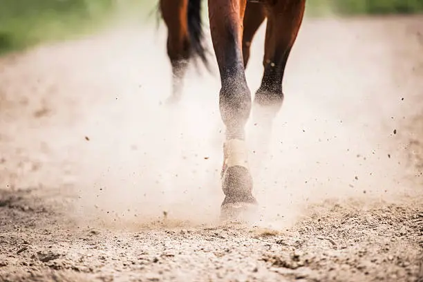 Close-up of horse legs galloping.