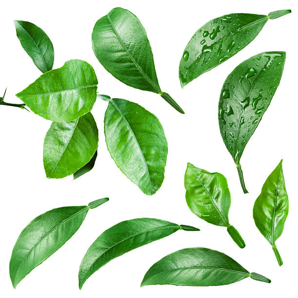 istock Citrus leaves with drops isolated on white background. 468805022