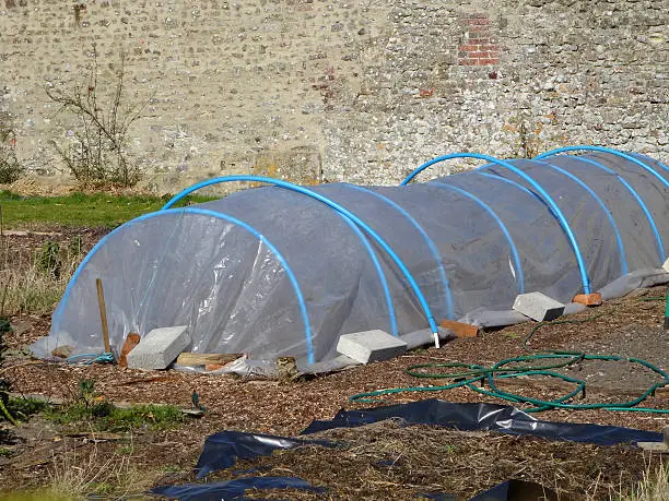 Photo showing a small plastic cloche protecting plants in a vegetable allotment garden, being rather like a miniature greenhouse or polytunnel.  Garden cloches simply consist of a row of metal arches / hoops, which are then covered with clear plastic / polythene. Cloches are ideal for extending the growing seasons in a vegetable garden.