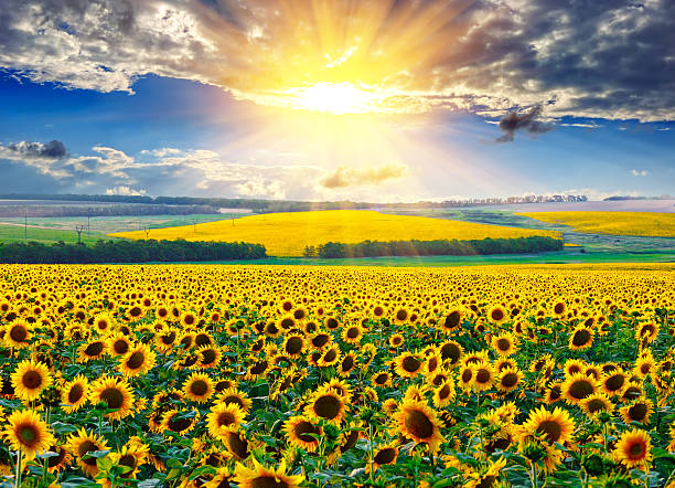 champ de tournesol sur le matin - sunflower field scenics landscape photos et images de collection