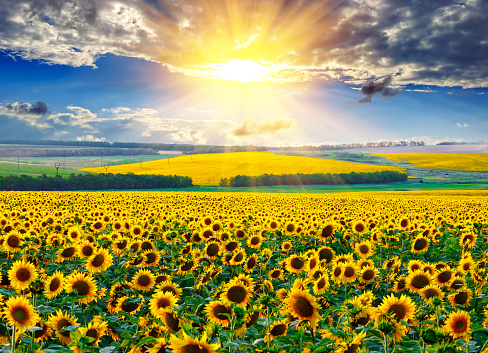 Sunflower field against the dramatic sky and a rising sun