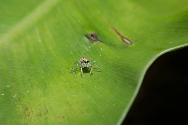 istock Spider holding on green leaf with close up detailed view. 468806206