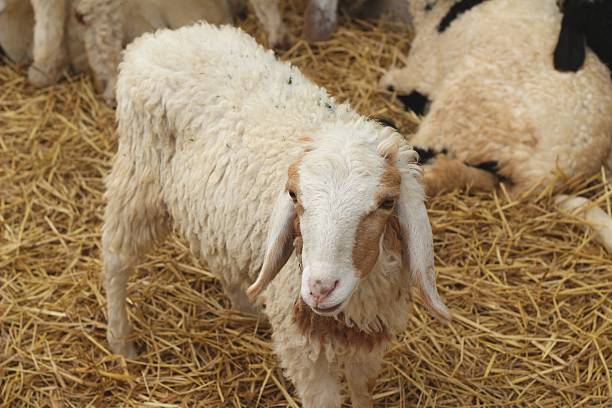 istock Many lambs on the farm. 468806392
