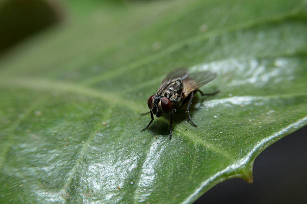 istock Fly holding on green leaf with close up detailed view. 468807960