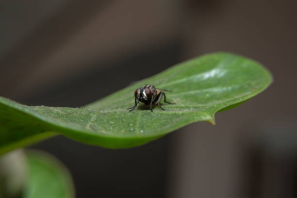 istock Fly holding on green leaf with close up detailed view. 468807966