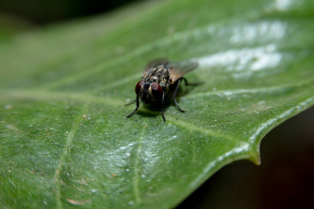 istock Fly holding on green leaf with close up detailed view. 468807970