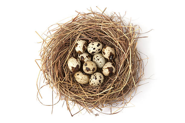 Quail eggs in the nest Quail eggs in the nest on white background birds nest with eggs stock pictures, royalty-free photos & images
