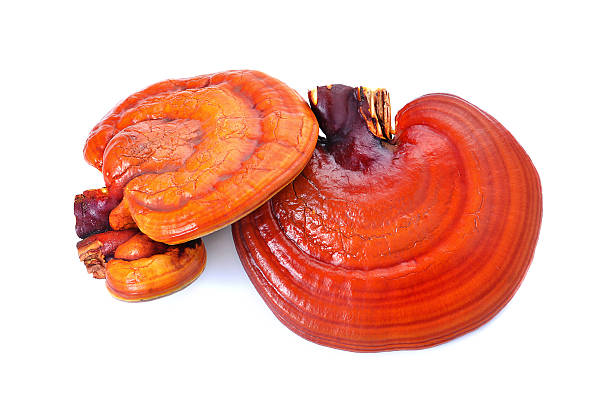istock Lingzhi Mushroom Ganoderma Lucidum Isolated on white background 468808118