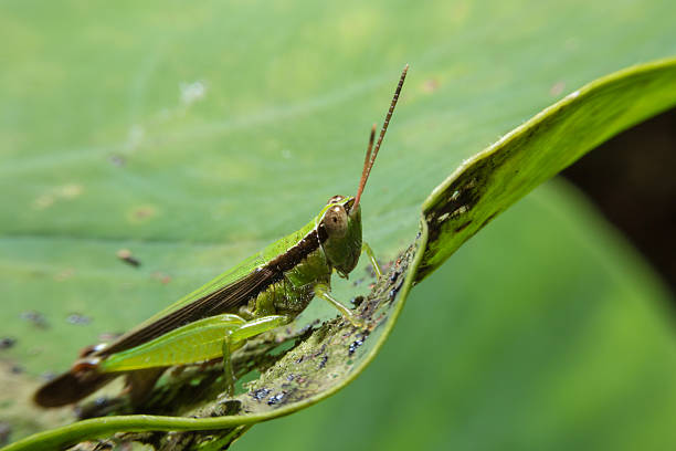 Grasshopper holding on green leaf with close up detailed view. Grasshopper holding on green leaf with close up detailed view by macro lens. orthoptera stock pictures, royalty-free photos & images