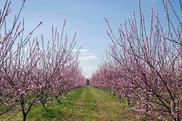 istock Orchard of apricot . 468808492