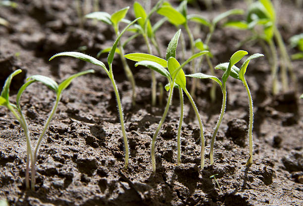 istock Seedlings of tomatoes. 468808810