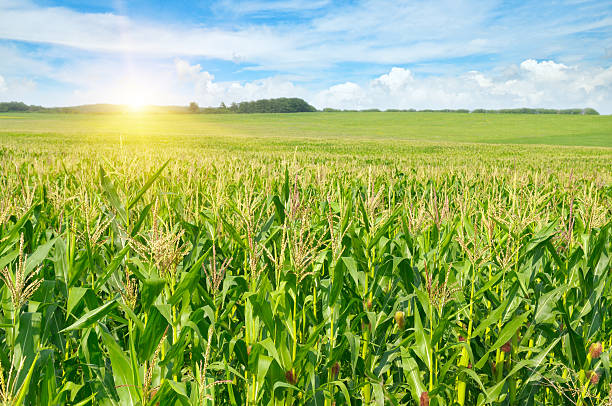 istock sunrise over the  field 468811656