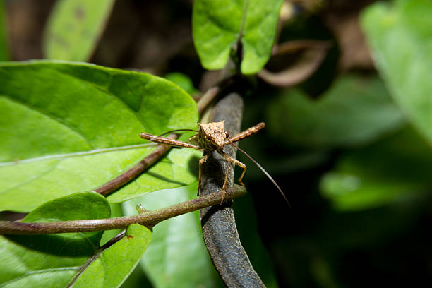 istock Insect holding on green leaf with close up detailed view. 468811716