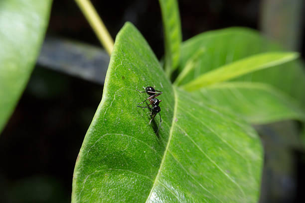istock Ant walking on green leaf with close up detailed view. 468811764