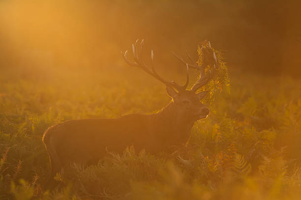 istock Backlit Red Deer stag in bracken 468812134
