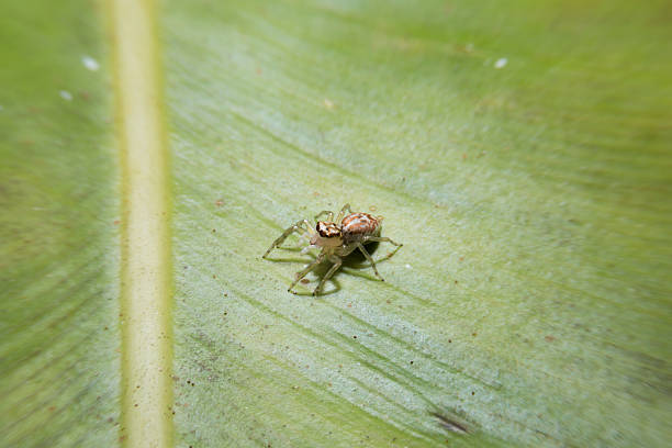 istock Spider holding on green leaf with close up detailed view. 468812284