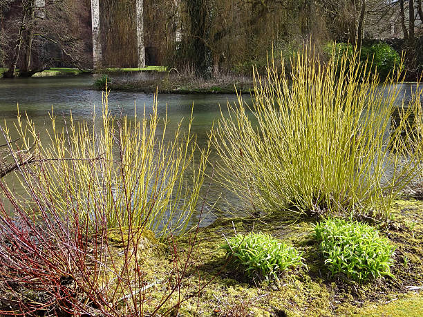 Image of red and yellow dogwood stems in winter (cornus) Photo showing some colorful dogwood shrubs, pictured in the winter with a pond in the background.  Shrubby dogwoods are grown for their brightly coloured red, yellow and orange stems, being heavily pruned each year in the early spring to produce fresh new growth.  Of note, the Latin names for these plants are: cornus alba, cornus sanguinea and cornus sericea. cornus sanguinea stock pictures, royalty-free photos & images