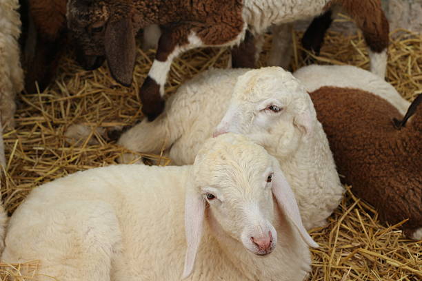 istock Many lambs on the farm. 468812754