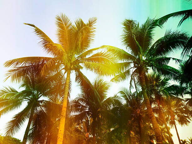 istock Palm trees at tropical outdoor, vintag style 468812982