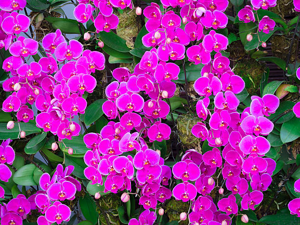 istock beautiful fresh magenta orchid 468813386
