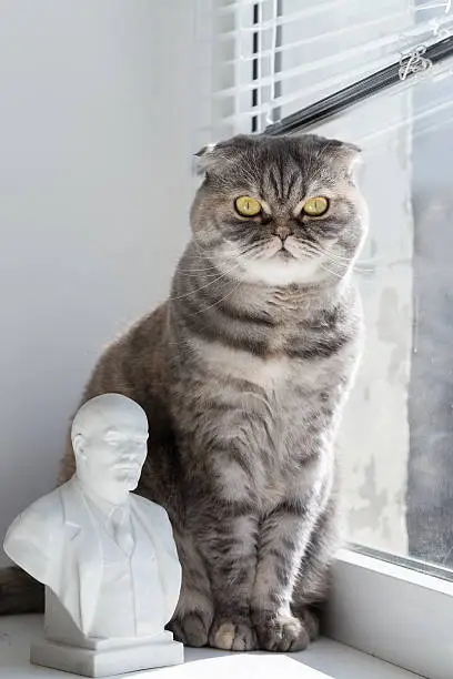 Cat sits on a window sill. Monument to Lenin stands next to the cat.