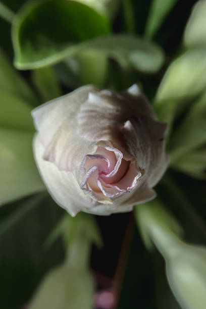 istock Abstract background from flower with close up detailed view. 468816814