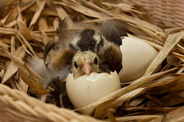 chick - hatching - fotografias e filmes do acervo