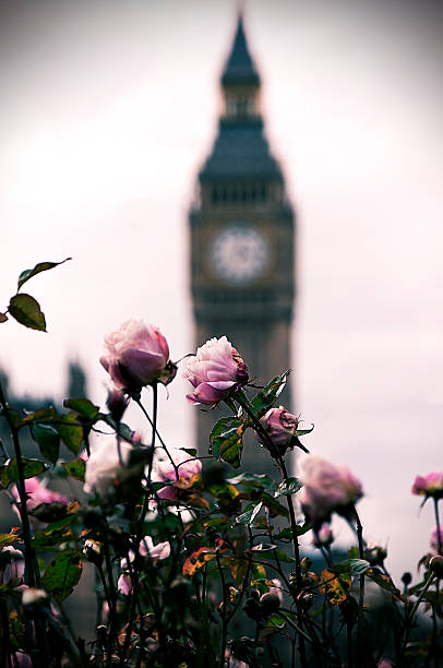 istock Roses and Bell Towers - Big Ben 468818601