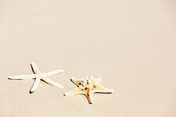 deux étoiles de mer sur la plage de sable.  fond de noël avec espace de copie. - knobbly photos et images de collection