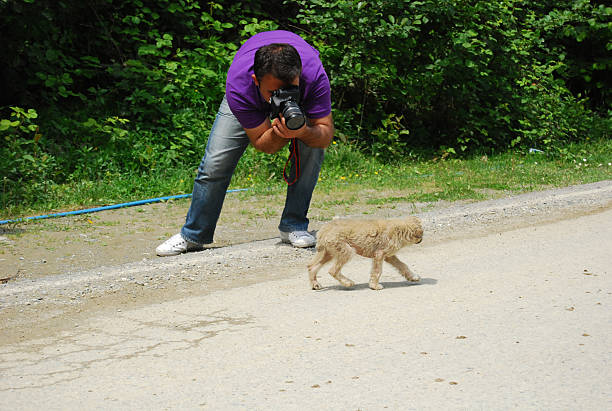 cute dog waiting for owner on pavement
