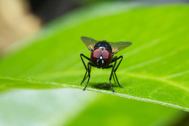 istock Fly holding on green leaf with close up detailed view. 468822392