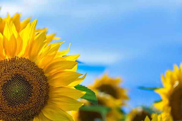 istock Sunflower detail with the sky in background 468823146