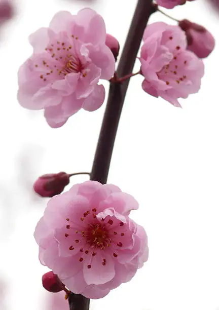 Photo of Blooming sakura in Redmond - 3
