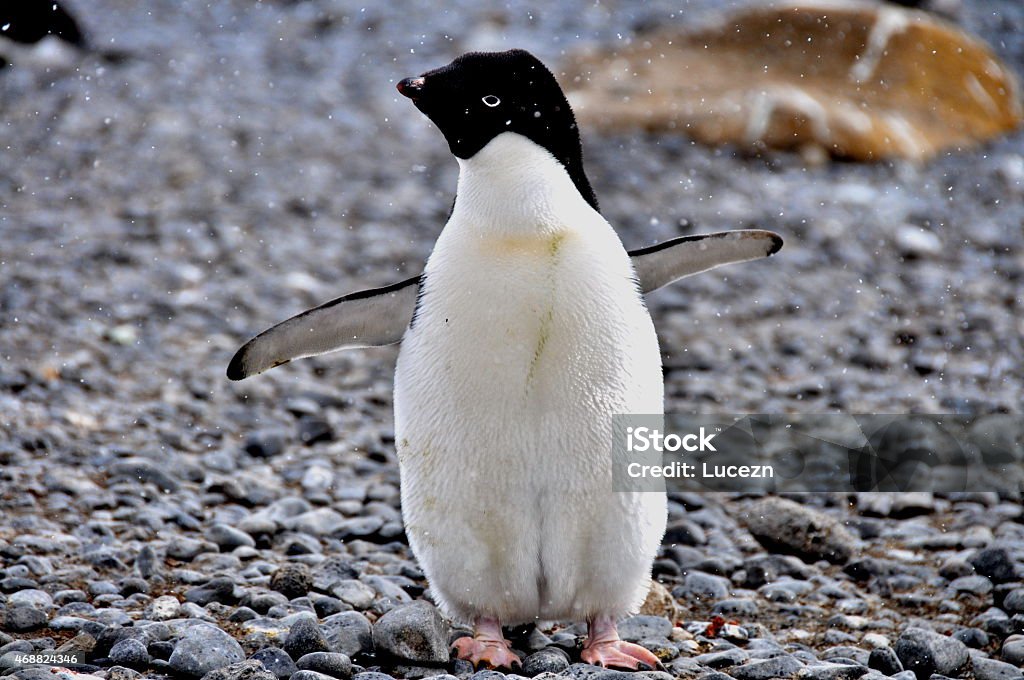 The Adelie penguin on rocky pathway 2015 Stock Photo