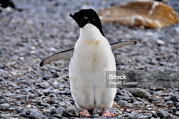 The Adelie Penguin On Rocky Pathway Stock Photo - Download Image Now - 2015, Adelie Penguin, Adventure