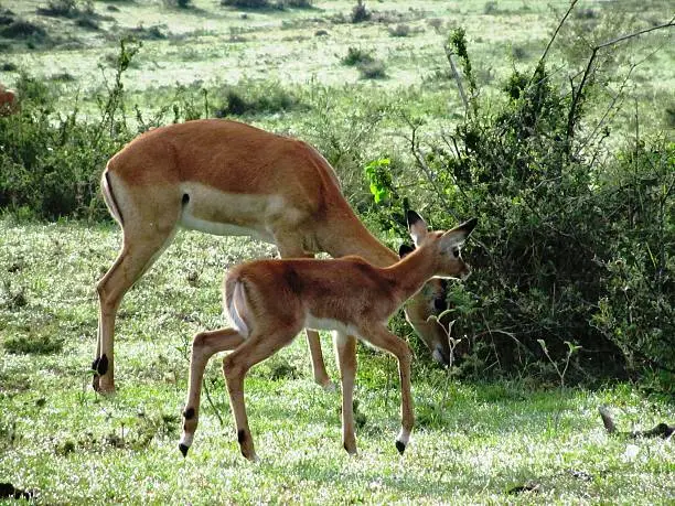 Antelopes in the Masai Mara Kenya