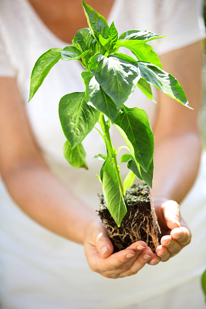 istock Woman holding plant in hands 468824418